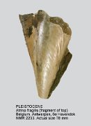 PLEISTOCENE Atrina fragilis (Pennant,1777)